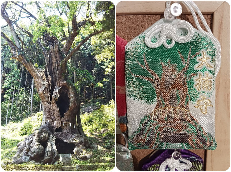At left, the photo of a 3,000 year old camphor tree with stone steps leading inside. At right, an omamori with the same camphor tree depicted. 