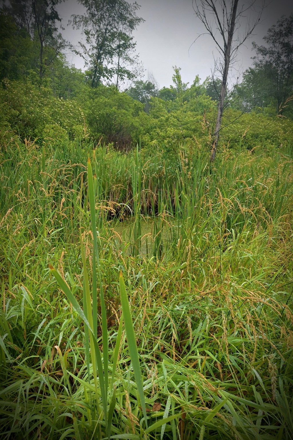 Real-life inspirations: Rookwood&nbsp;Marshes